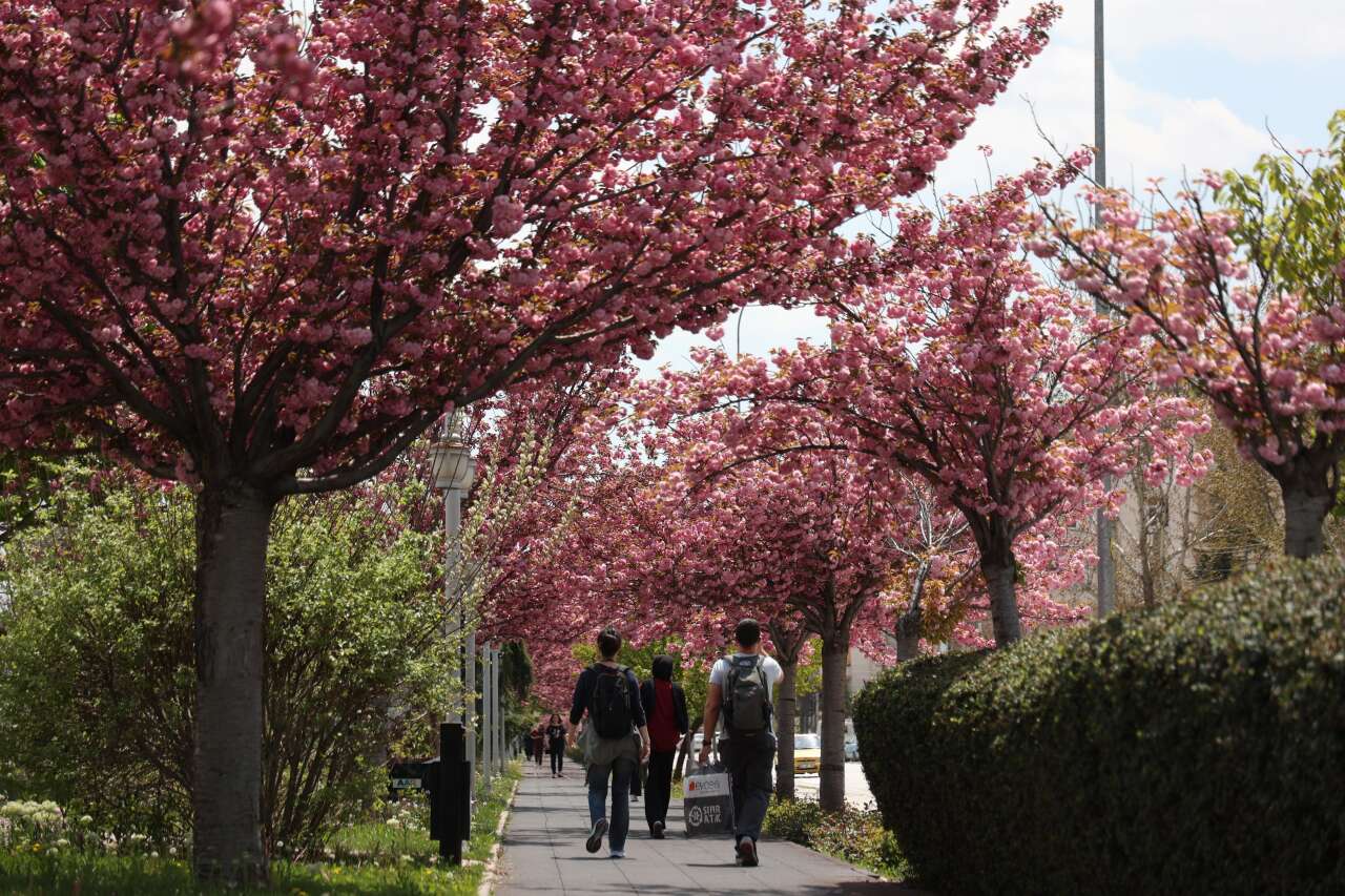Burası Japonya değil, Konya! Sakuralar çiçek açtı 11